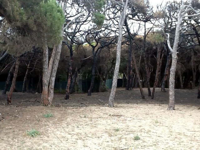Part de la pineda de Llevant Mar (Gav� Mar) despr�s de ser cremada en dos incendis intencionats consecutius (22 Maig 2012)
